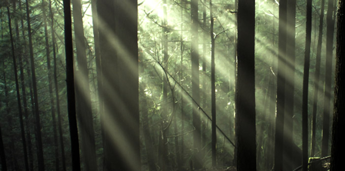 Province Provides $5 Million to Reduce Wildfire Risks in Community Forests Province Provides $5 Million to Reduce Wildfire Risks in Community Forests