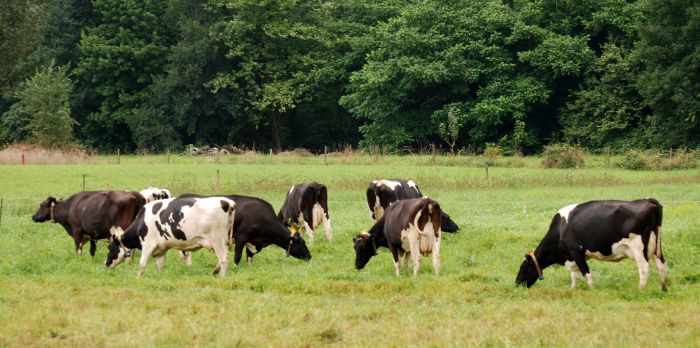 Improved Training Supports Local Meat Supply in Rural Communities Improved Training Supports Local Meat Supply in Rural Communities